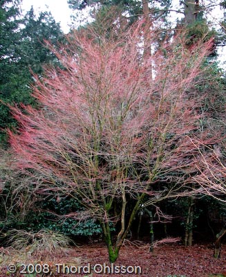 Acer palmatum 'Senkaki'